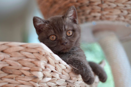 British kitten in a wicker basket, close-up, selective focusの写真素材