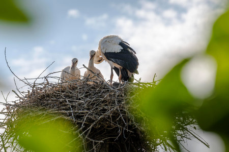 White stork (Ciconia ciconia) in a nestの写真素材