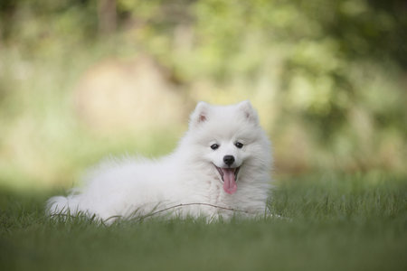 Samoyed dog lying on the grass in the park. Selective focus.