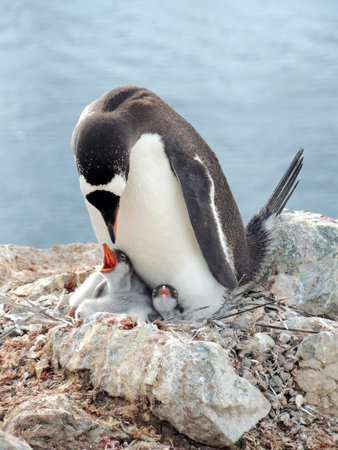 Gentoo penguin (Pygoscelis papua) with chickの写真素材