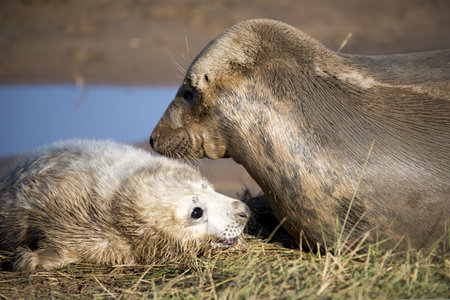 Baby seal and mother seal on the beach, Helgoland, Germanyの写真素材