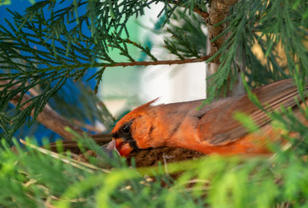 Male northern cardinal (cardinalis cardinalis) in the nest.