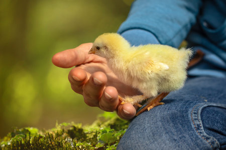 Cute little chick in the hands of a child. Selective focus.