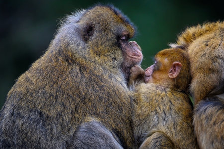 Barbary macaque, Macaca fascicularis, mother and babyの写真素材