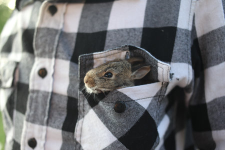 Cute little rabbit in the pocket of a plaid shirt.の写真素材