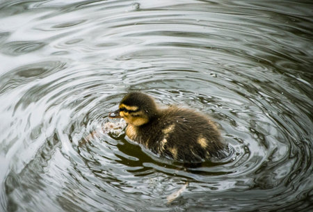 Duckling swimming in the water. Close-up photo.の写真素材