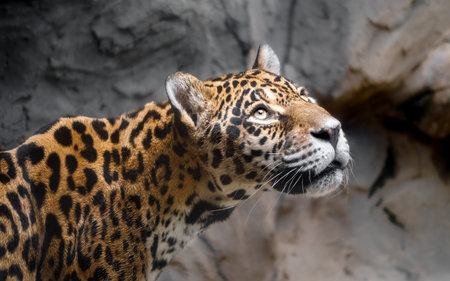Portrait of jaguar (Panthera onca)