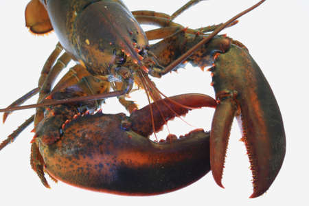 Lobsterの写真素材
