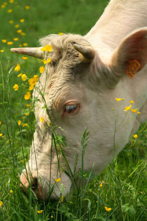 Cow grazing at the pasture and yellow flowers の写真素材