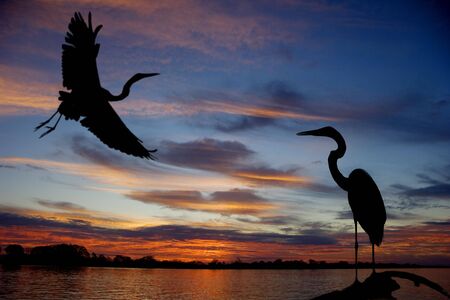 Great white Herons silhouette, Amazon River sunset.の写真素材