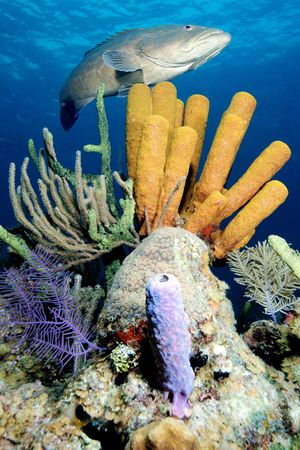 Grouper over tube sponge.の写真素材