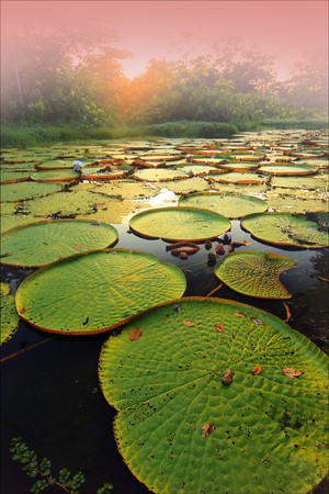 Victoria Regia,The amazon waterlilly which is the largest waterlilly in the worldの写真素材