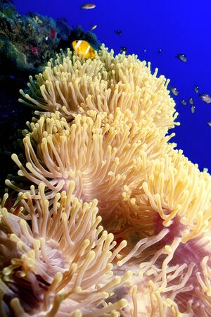 Anemoni colonyの写真素材