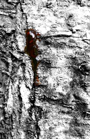 treeの写真素材
