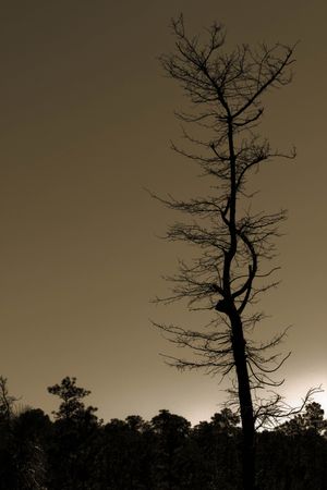 A long tall tree amongst pinesの写真素材