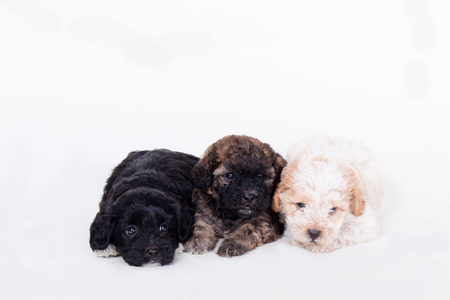 3 Adorable puppies in white backgroundの写真素材
