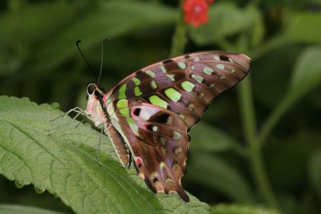 Tailed Jay Butterfly