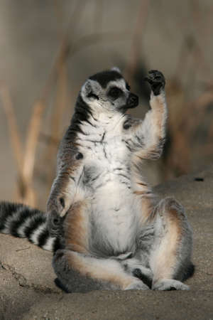 Ring-tailed Lemur Sun-bathing on Rocky Ledgeの写真素材