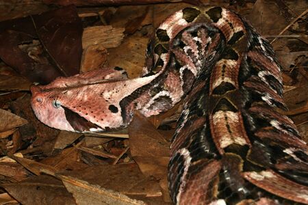 Close-up of the Gaboon Viper (Bitis Gabonica) showing it's Camouflage patterns.の写真素材