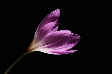 The Colchicum (colchicum autumnale) is also known as the Autumn Crocus or Meadow Saffron. の写真素材