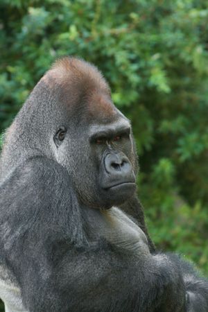 Close-up portrait of male Western Lowland Gorilla