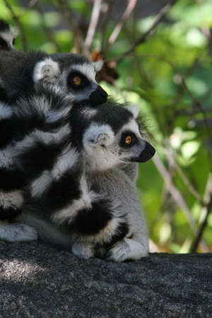 Ring-tailed Lemurs huddled up in the shade on branch