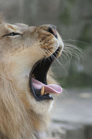 Close-up portrait of a male african lion yawning