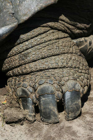 Close-up view of a Galapagos Tortoise Foot showing large nailsの写真素材