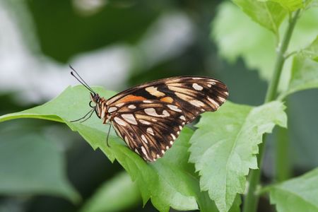 Silverspot Butterfly (Dione Juno) Sitting on a leaf