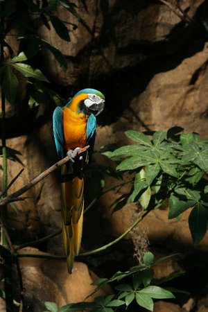 Blue-and-gold Macaw against dark tropical background