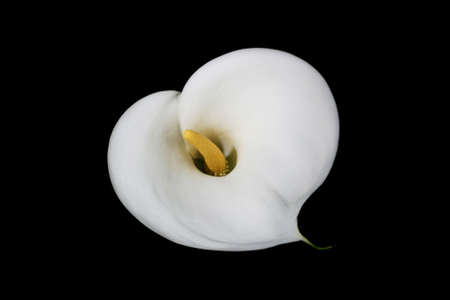 Heart shaped Cala Lily on Black Backgroundの写真素材