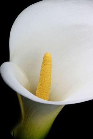 Close-up Cala or Calla Lily on black backgroundの写真素材
