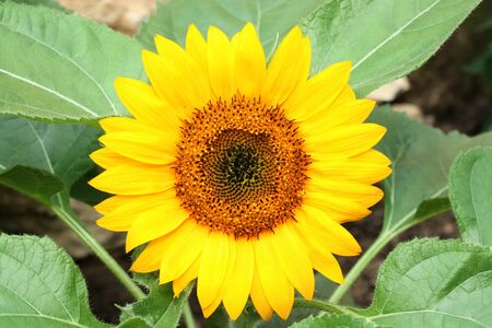 close up of a bright vibrant yellow sunflowerの写真素材