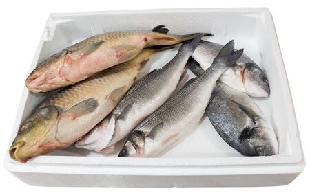 Bream and carp fish in a white tray