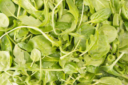 arugula salad background