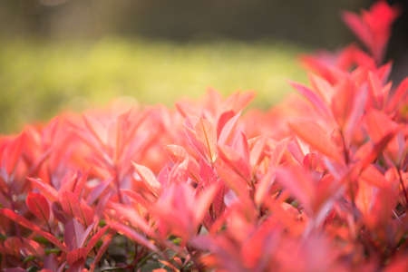 fallen autumn leaves on grass in sunny morning light, toned photoの写真素材