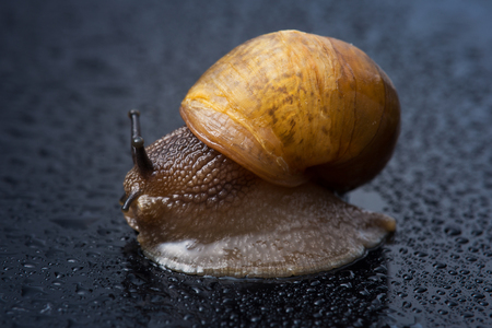 a snail with water droplets (selective focus)の写真素材