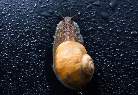 a snail with water droplets (selective focus)の写真素材