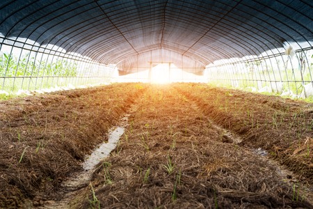 Field crops leading to a farm houseのeditorial素材