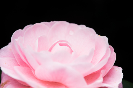 Pink peony flower with yellow stamens, isolated on white backgroundの写真素材
