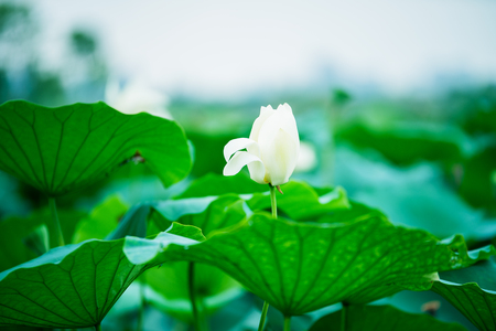 The bud of a lotus flower.Background is the lotus leaf and lotus flower and lotus bud and tree.Shooting location is the Sankeien in Yokohama, Kanagawa Prefecture Japan.の写真素材