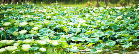 The bud of a lotus flower.Background is the lotus leaf and lotus flower and lotus bud and tree.Shooting location is the Sankeien in Yokohama, Kanagawa Prefecture Japan.の写真素材
