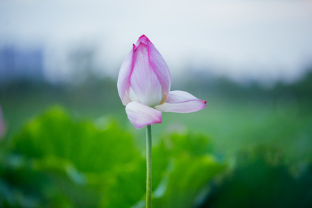 The bud of a lotus flower.の写真素材