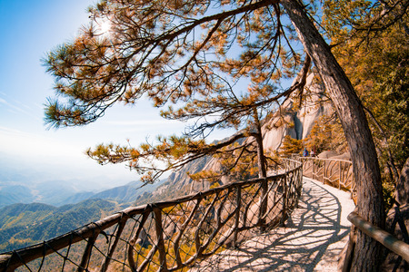 Colorful autumn scene in the mountain forest. Beautiful morning view in Carpathian mountains, Ukraine, Europe. Travel concept background.の写真素材
