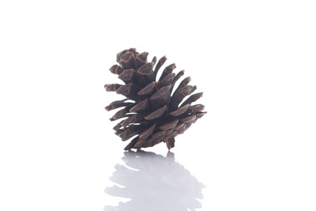 Pine cone on white backgroundの写真素材