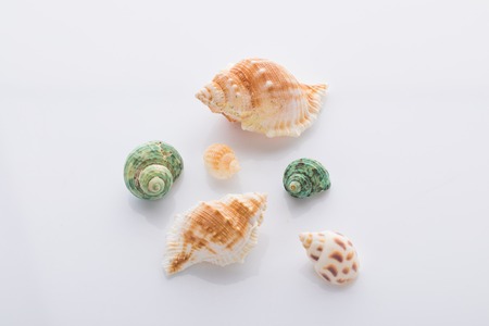 set of various mollusk shells isolated on white backgroundの写真素材