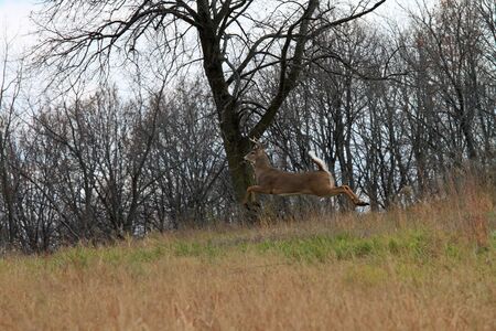 A male deer jumping off the ground in the woodsの写真素材