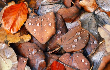 Leave background with dew drops