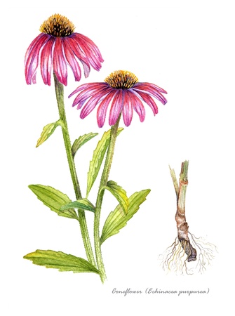Coneflower Echinacea with detail of rootの写真素材