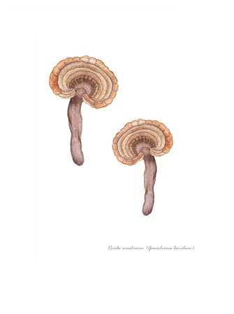 Reishi Mushroom
